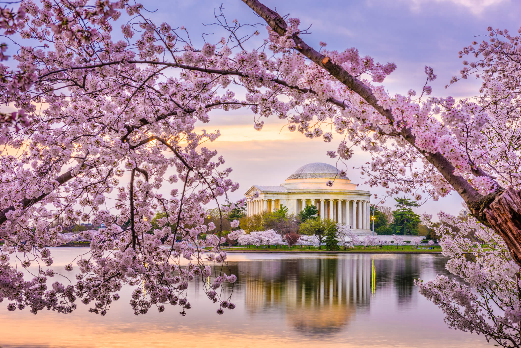 Early cherry blossom peak is a gentle, but serious, warning on climate